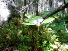 A close-up of a white and pink wildflower growing on the forest floor.