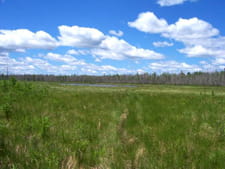 A plain of wiregrass with a forest in the far distance underneath a bright blue sky with white, puffy clouds.