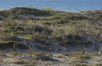 A grass-covered dune with the lake in the background.