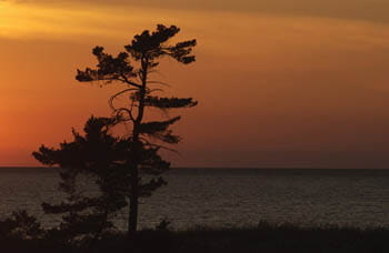A view of the lake at sunset with a tall tree in the foreground.