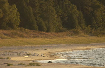 A view of Cathead Bay with piping plovers on the sand and forests along the coast.