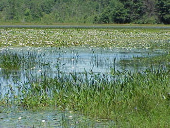 A lush, open marsh with tall marsh grasses growing.