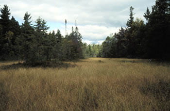 A grassy wetland flanked by evergreen trees.