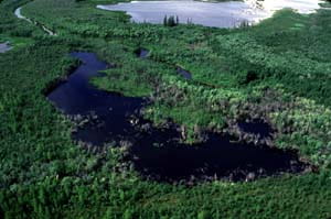 An aerial view of an expansive, green swamp. 