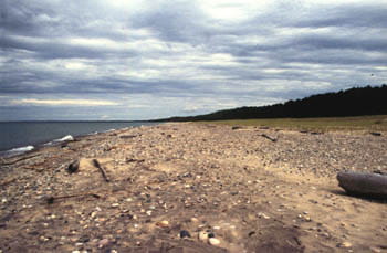 A sandy shoreline on a cloudy day. A strip of dark forest stretches into the horizon from the right.
