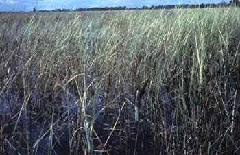 A close-up of marsh grasses emerging from water.