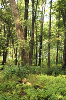 A lush oak forest with bright sunlight filtering through the trees and dappling across the green forest floor.