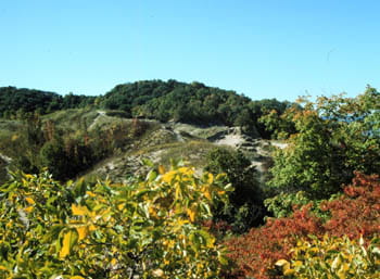 Dunes covered in lush vegetation.