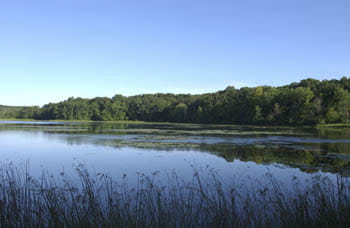 A lake edged by a verdant forest in the distance. The water reflects a blue, cloudless sky.