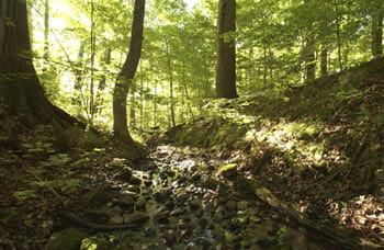 A brightly-lit forest from the view below a rocky, sandy hill.