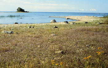 A shoreline covered with dense vegetation. A sandy spit of land stretches out to a small island in the near distance.