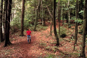 A white man in a red shirt and jeans walks through a heavily-wooded forest on a trail littered with fallen leaves.