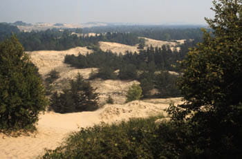 An aerial view of sandy dunes with dense forests stretching into the hazy horizon. 