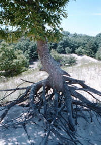 A gnarled oak tree with an expansive root system exposed by shifting sands.