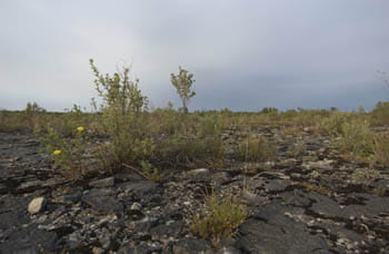 A wide, rocky plain with sparse vegetation.