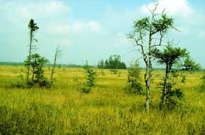 An open, grassy plain with tall, scraggly trees.
