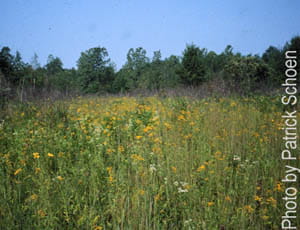A forest clearing full of tall wildflowers. 