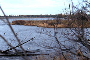 A lakeshore with patches of wetland grasses and trees.
