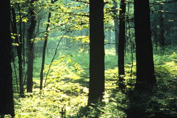 A lush, hazy forest with tall trees and sunlight beaming down through the canopy.