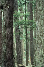 A dense hemlock forest. 
