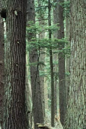 A dense hemlock forest. 