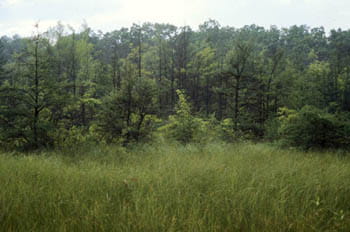 A grassy bog with tall, dense tamarack trees growing in the background.