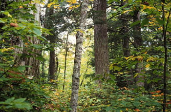 Several different species of trees growing densely together.