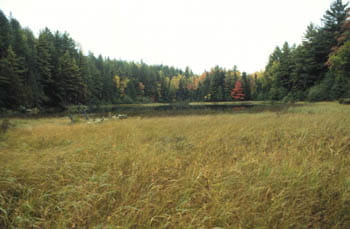 A flat, open grassland clearing surrounded by tall evergreen trees.
