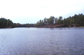 A calm lake surrounded by tall trees on a cloudy day.