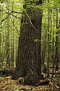An old gnarled red pine grows tall from the ground.