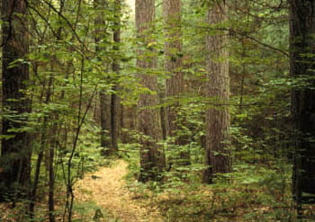 A winding forest trail covered with yellowed leaves.