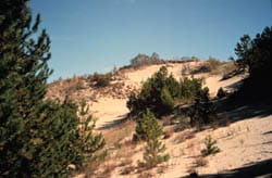 A tall, sandy dune with scattered grasses and trees.