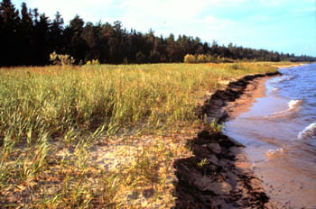 A grassy, sandy shoreline with signs of erosion where the water meets the sand.