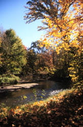 A dark brown river flowing through a tamarack forest on a sunny day.
