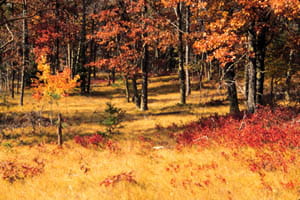 Dry, yellowed grasses and red-leaf bushes sit before tall pine and oak trees with red leaves.