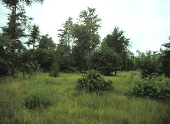 A lush, grassy plain with tall pine and oak trees.