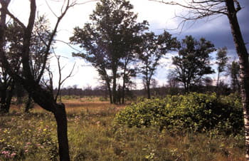 A wide open plain with different vegetation and trees.