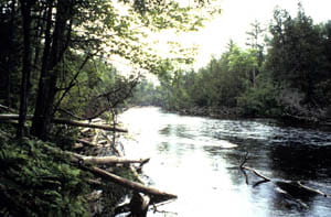 A wide river flows through a towering forest.