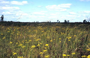 A wide open prairie filled with yellow wildflowers.