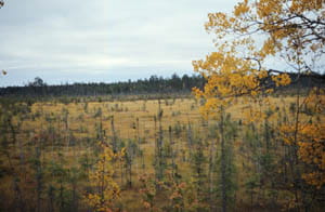 A wide, flat wetland with scattered scraggly trees.