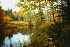 A quiet river surrounded by autumn trees.