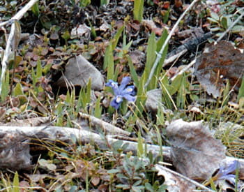 A light blue flower with yellow accents pokes through shoreline grasses.