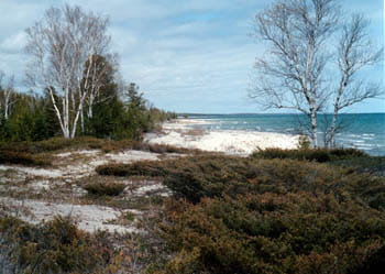 Dense brush covers a sandy dune that leads to a shoreline framed by birch trees.
