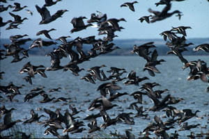 A flock of ducks takes flight across a lake.