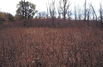 A lakeland wet prairie full of tall, brown grasses and a smattering of trees.