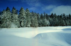 A snow-drift covered clearing with snow-dusted evergreens.