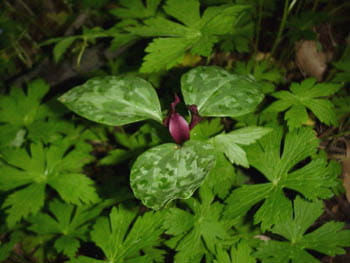 A close-up of a prairie trillium, a deep plum-colored flower with three leaves.