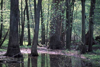 A swampy forest filled with tall beech and maple trees.