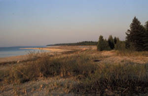 A sandy shoreline with tall dune grasses and evergreen trees.
