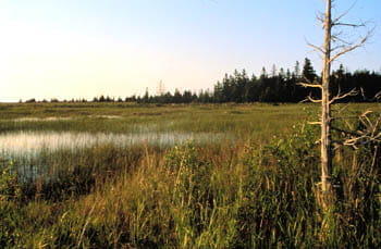 An open wetland covered in grasses with tall evergreens rising in the distance.